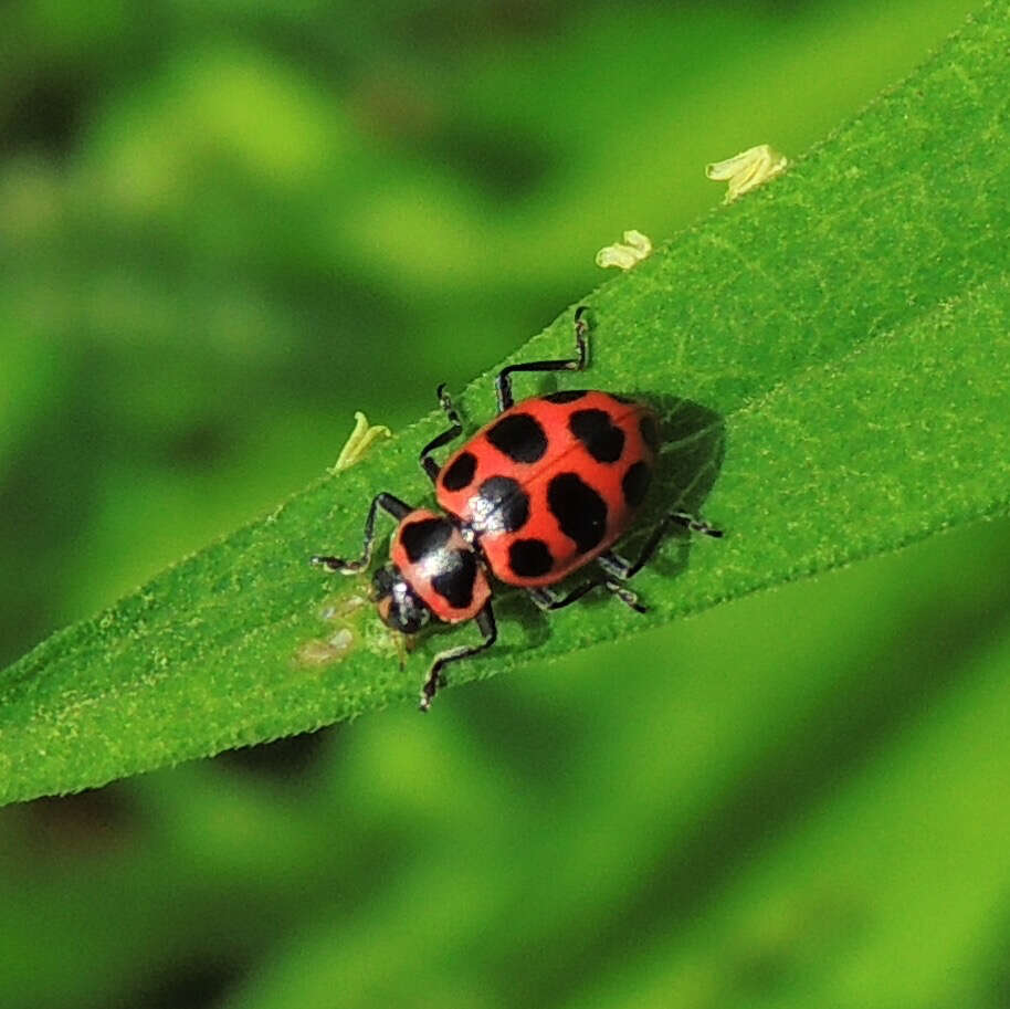 Image of Spotted Lady Beetle