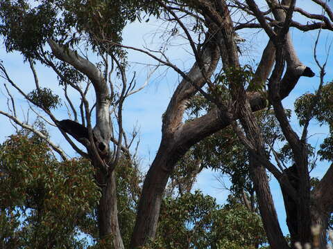 Image of Eucalyptus marginata subsp. marginata