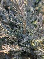 Image of Chinese Juniper