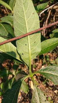 Plancia ëd Trichodesma calycosum Collett & Hemsl.