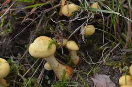 Image of Pholiota pinicola Jacobsson 1986