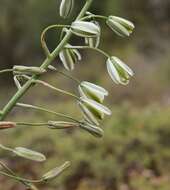 Image de Albuca canadensis (L.) F. M. Leight.