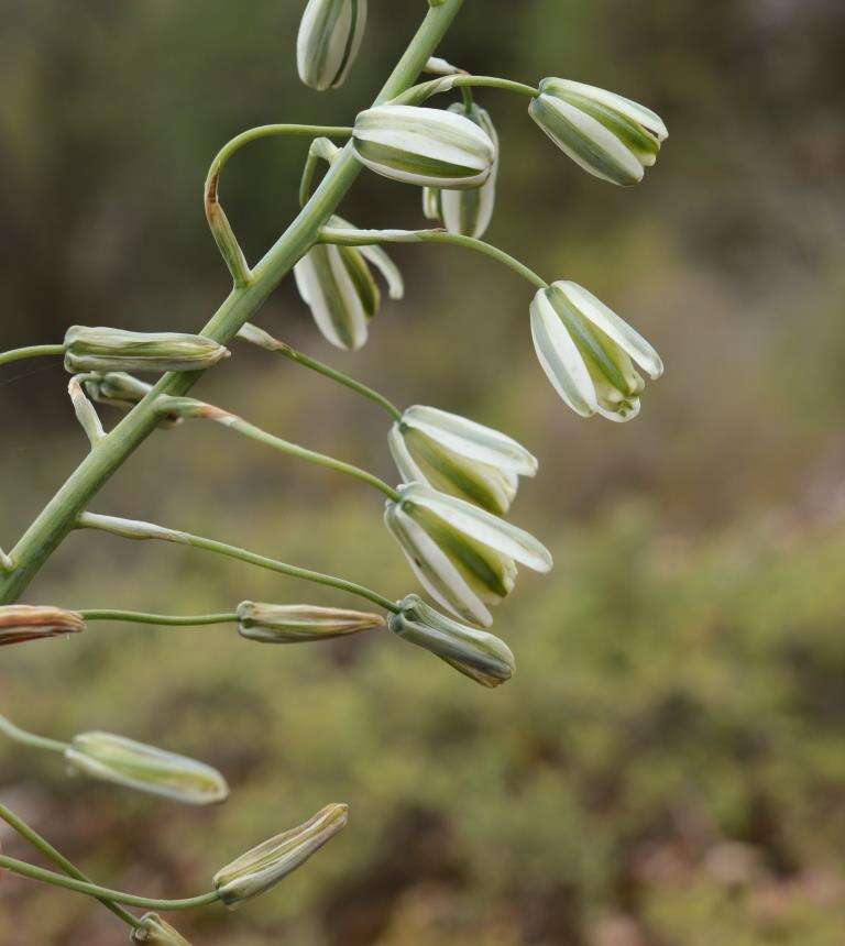 Image de Albuca canadensis (L.) F. M. Leight.