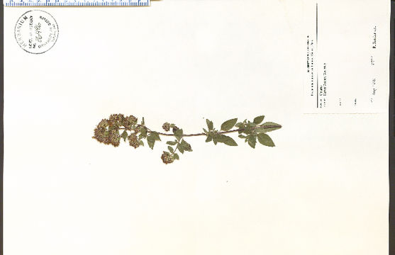 Image of whorled mountainmint
