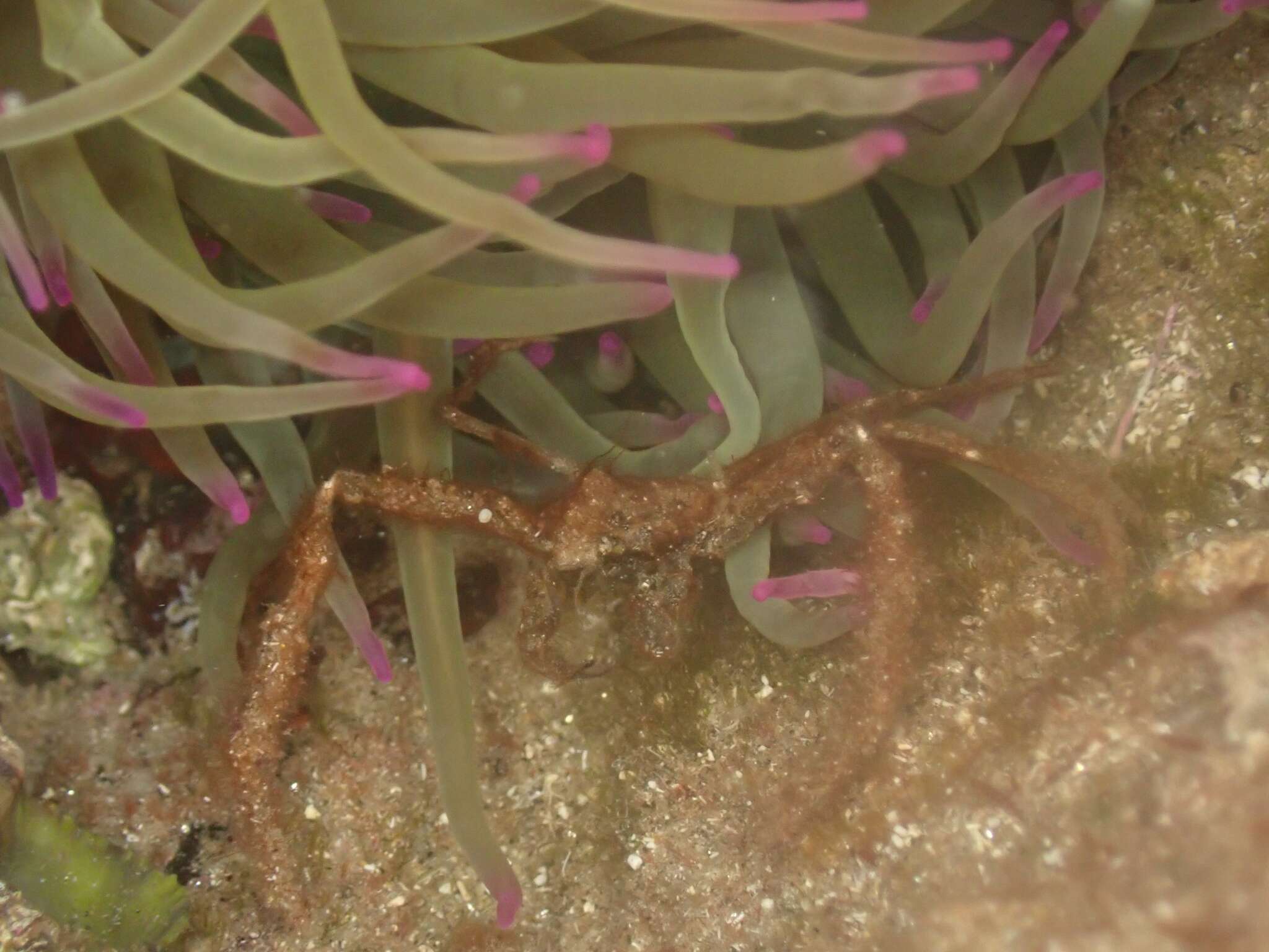 Image of Leach's spider crab