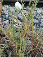 Image of Papaver albiflorum subsp. austromoravicum K. Kubat