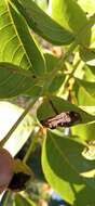 Image of walnut leaf miner