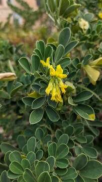 Imagem de Medicago arborea L.