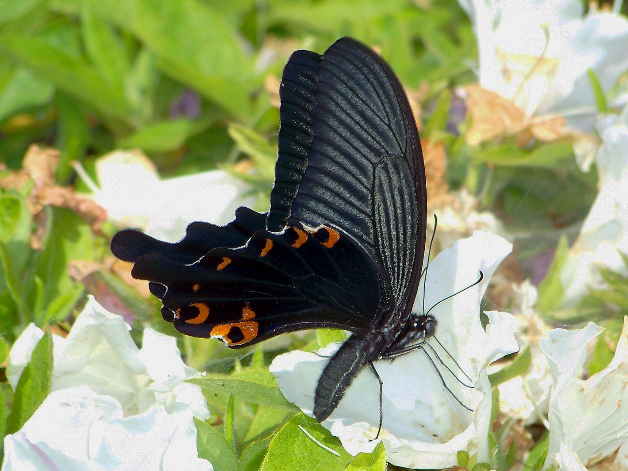 Sivun Papilio demetrius Stoll (1782) kuva