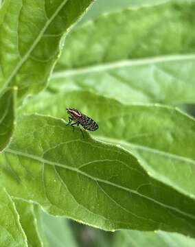 Image of Sapromyza mallochiana Evenhuis & Okadome 1989