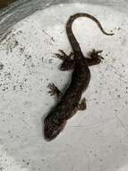 Image of Hokou Gecko