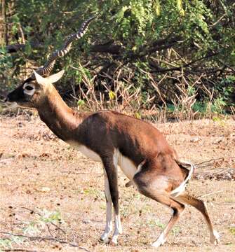 Image de Antilope Pallas 1766