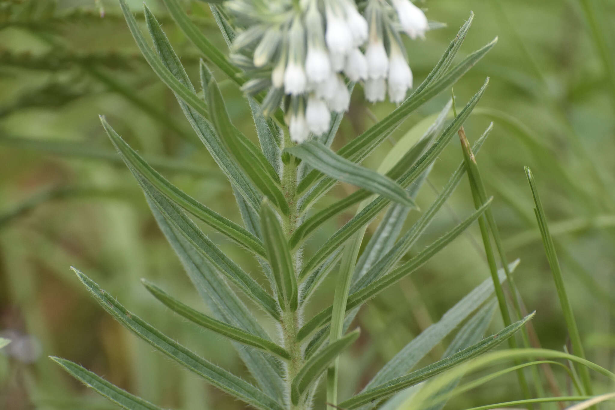 Слика од Lithospermum trinervium (Lehm.) J. I. Cohen