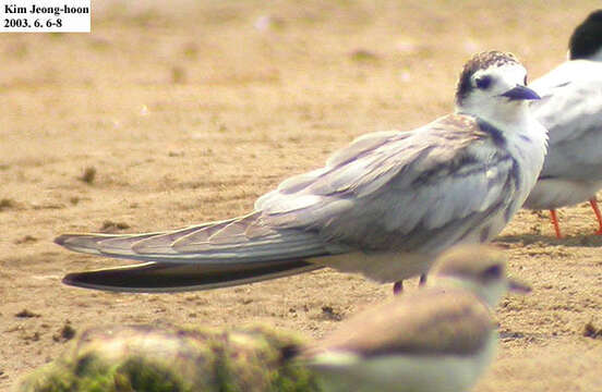 Image of Whiskered Tern