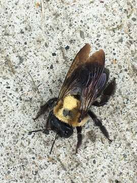 Image of Xylocopa virginica virginica (Linnaeus 1771)