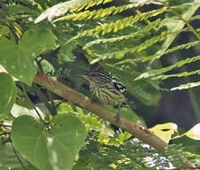 Image of Guianan Streaked Antwren