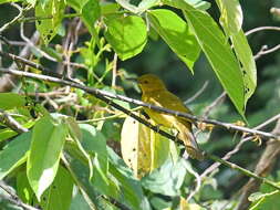 Image of Yellowish Bulbul