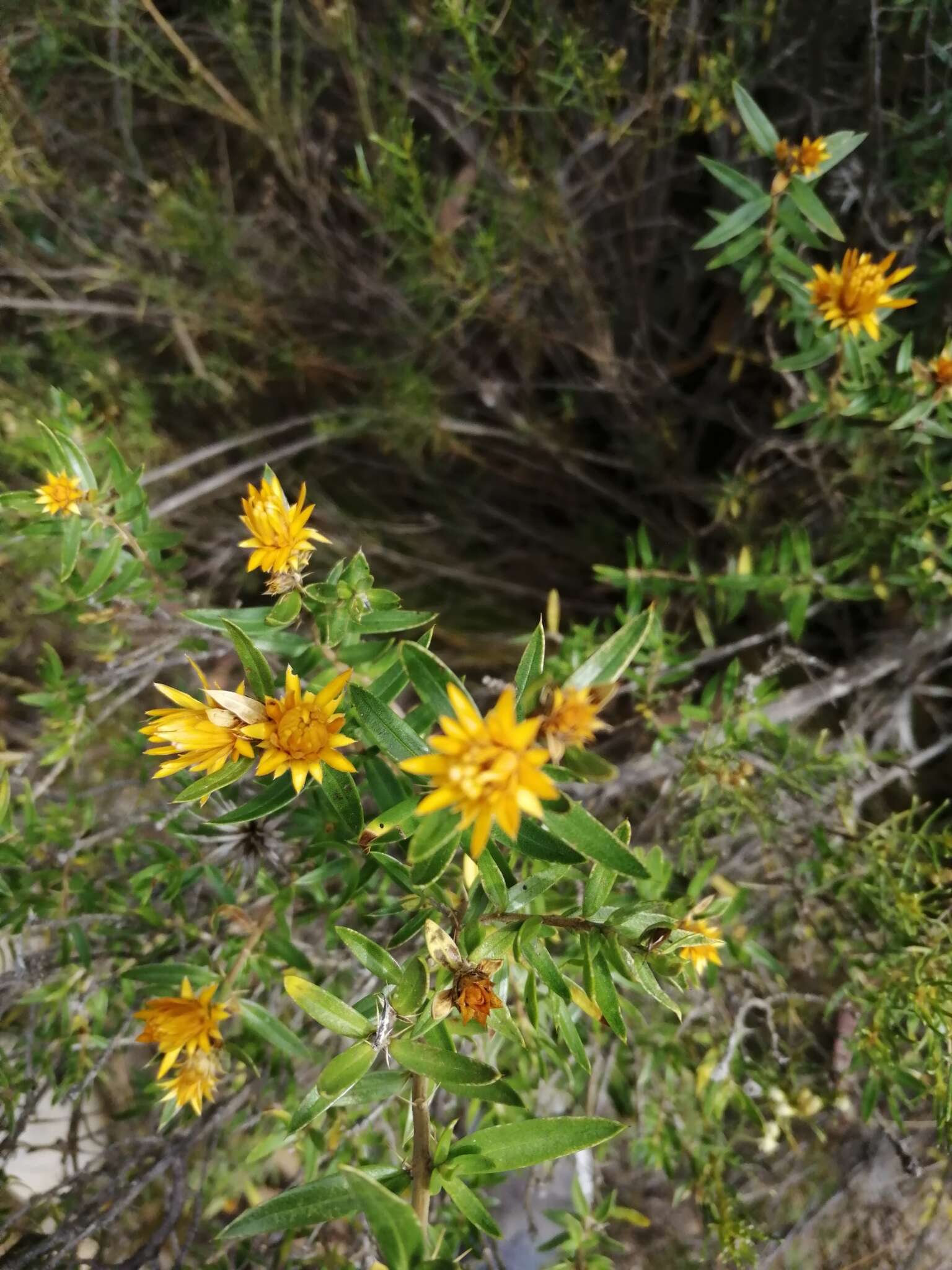 Image of Chuquiraga parviflora (Griseb.) Hieron.