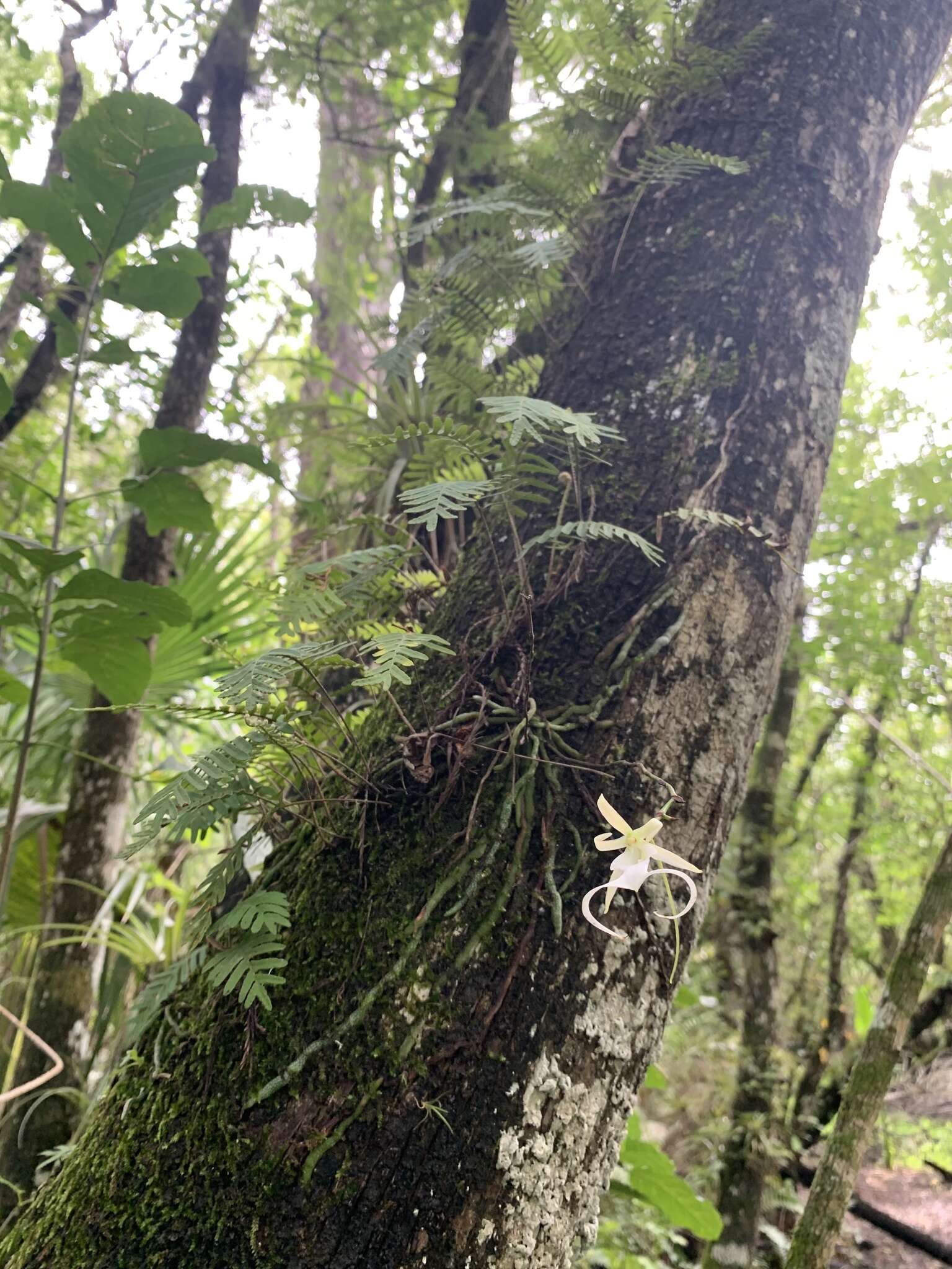 Image of Ghost orchid