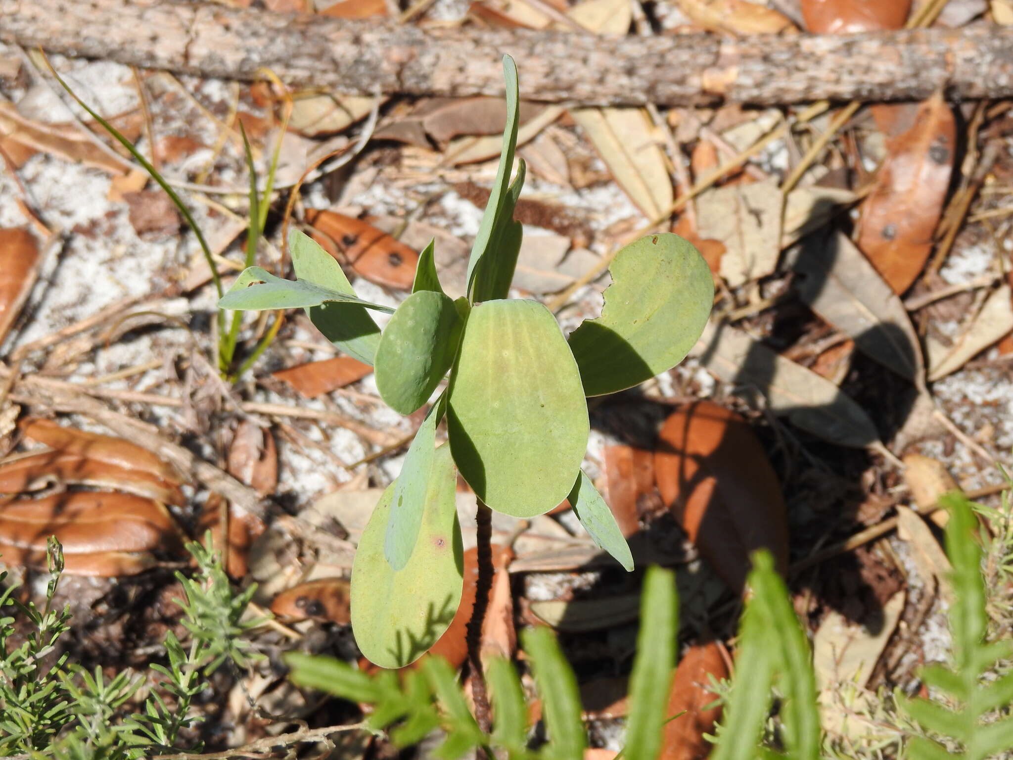 Image de Polygonella macrophylla Small