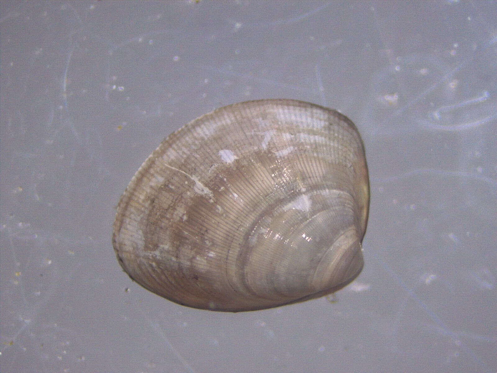 Image of shiny nut clam