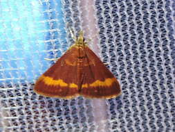 Image of Pyrausta pseuderosnealis Munroe 1976