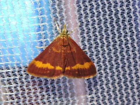 Image de Pyrausta pseuderosnealis Munroe 1976