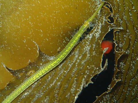 Image of Gulf pipefish