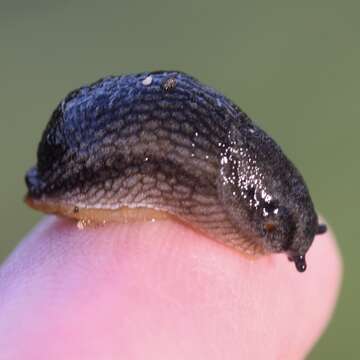 Image of Ferussac’s orange soled slug