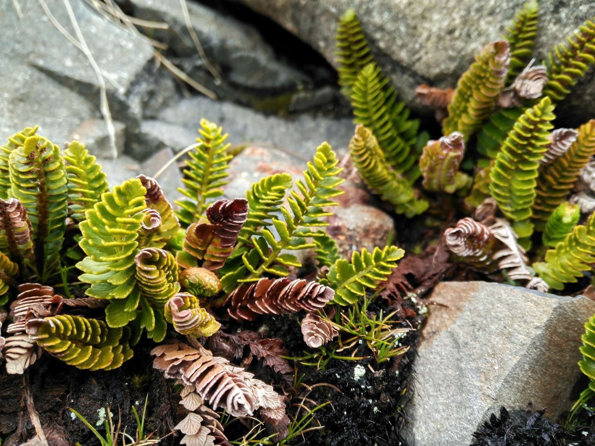 Plancia ëd Polystichum andinum Phil.