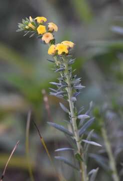 Image of Pineland Heliotrope