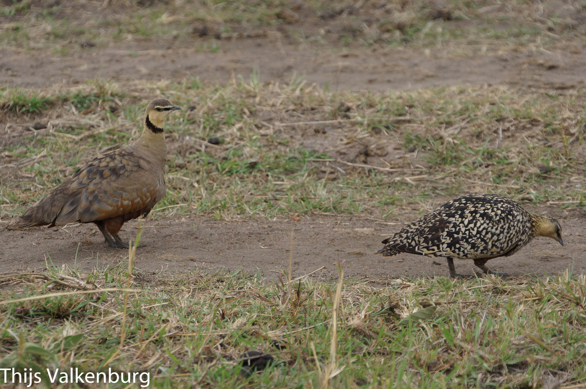 Image of Yellow-throated Sandgrouse