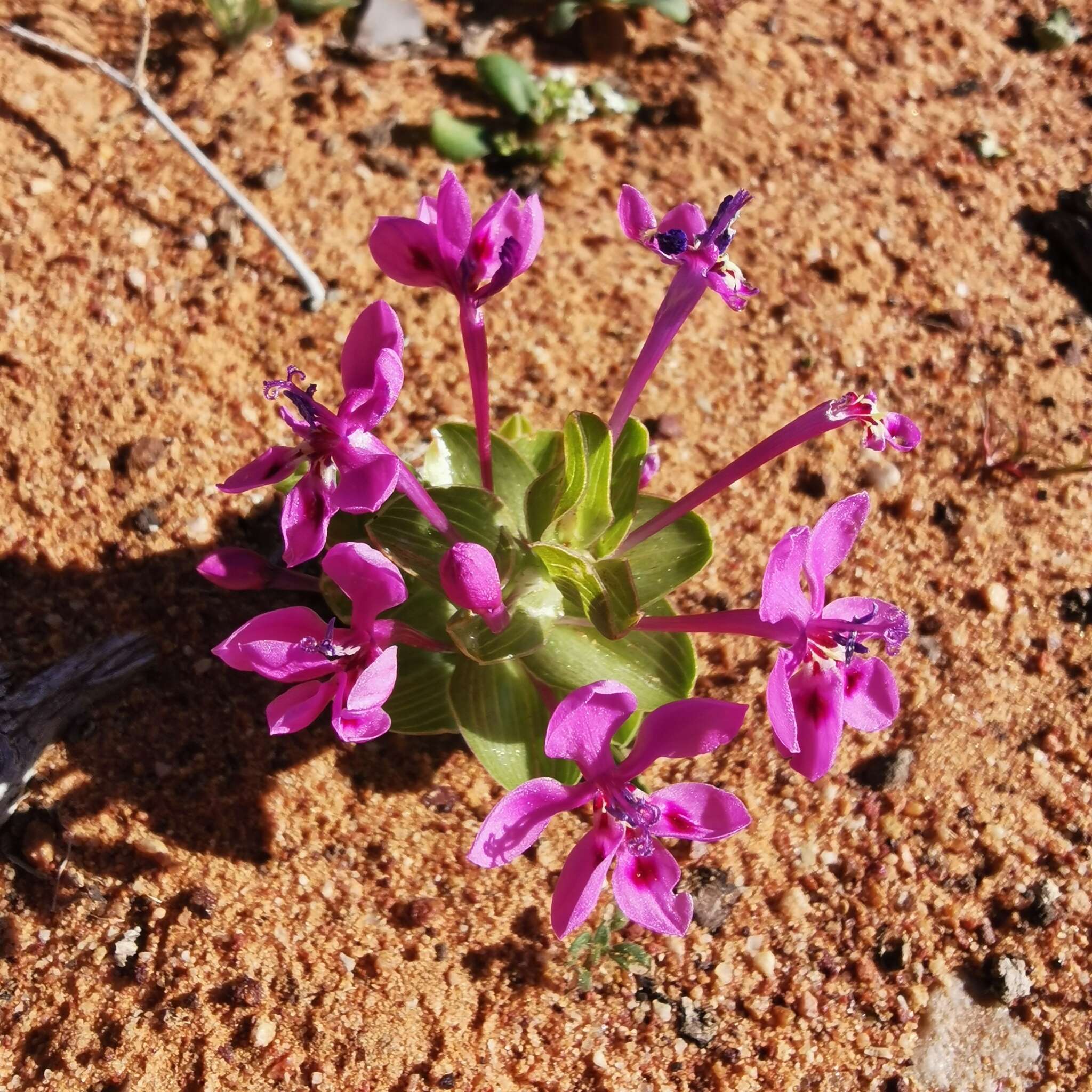 Image of Lapeirousia pyramidalis subsp. regalis Goldblatt & J. C. Manning