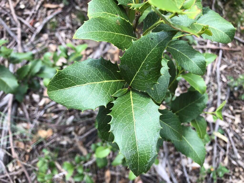 Image of Denhamia bilocularis (F. Müll.) M. P. Simmons