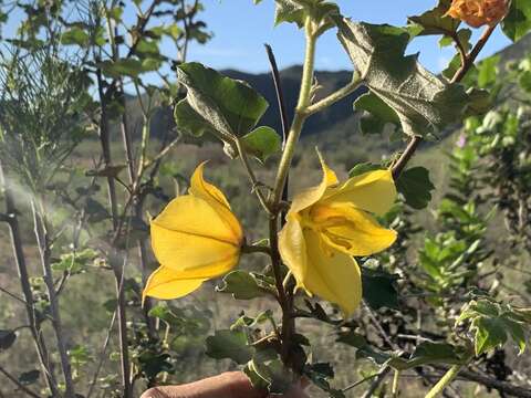 Imagem de Fremontodendron mexicanum Davidson