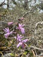 Plancia ëd Myrmecophila grandiflora (Lindl.) Carnevali, J. L. Tapia & I. Ramírez