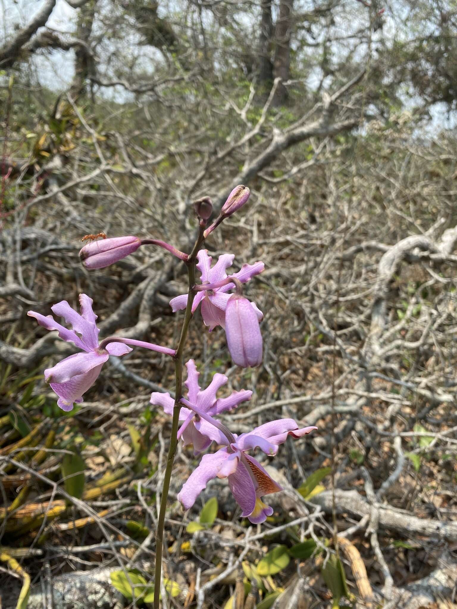 Plancia ëd Myrmecophila grandiflora (Lindl.) Carnevali, J. L. Tapia & I. Ramírez