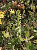 Platanthera yadonii (Rand. Morgan & Ackerman) R. M. Bateman resmi