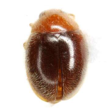 Image of Beetle