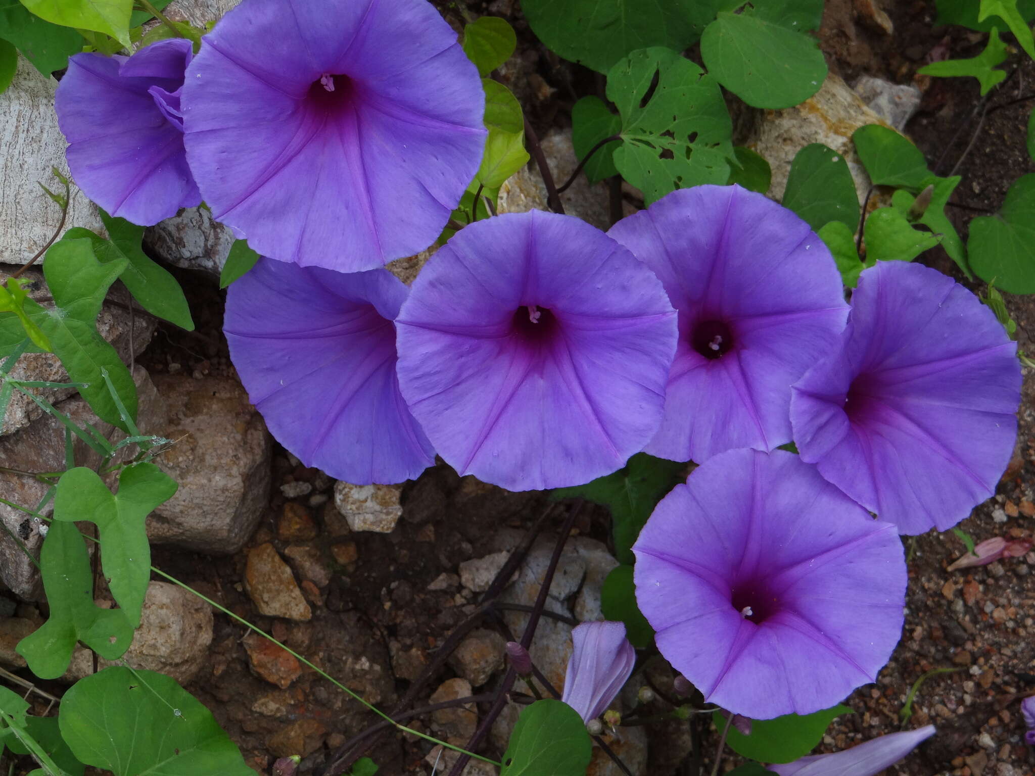 Image of Ipomoea pedicellaris Benth.