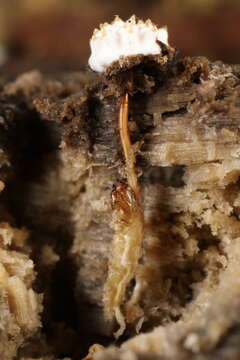 Слика од Tolypocladium inflatum W. Gams 1971