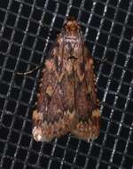 Image of Grease Moth