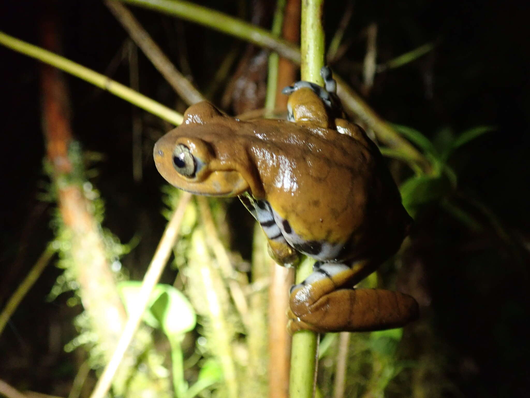 Hyloscirtus larinopygion (Duellman 1973)的圖片