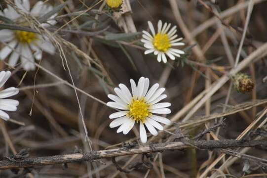 Image of Symphyotrichum moranense (Kunth) G. L. Nesom