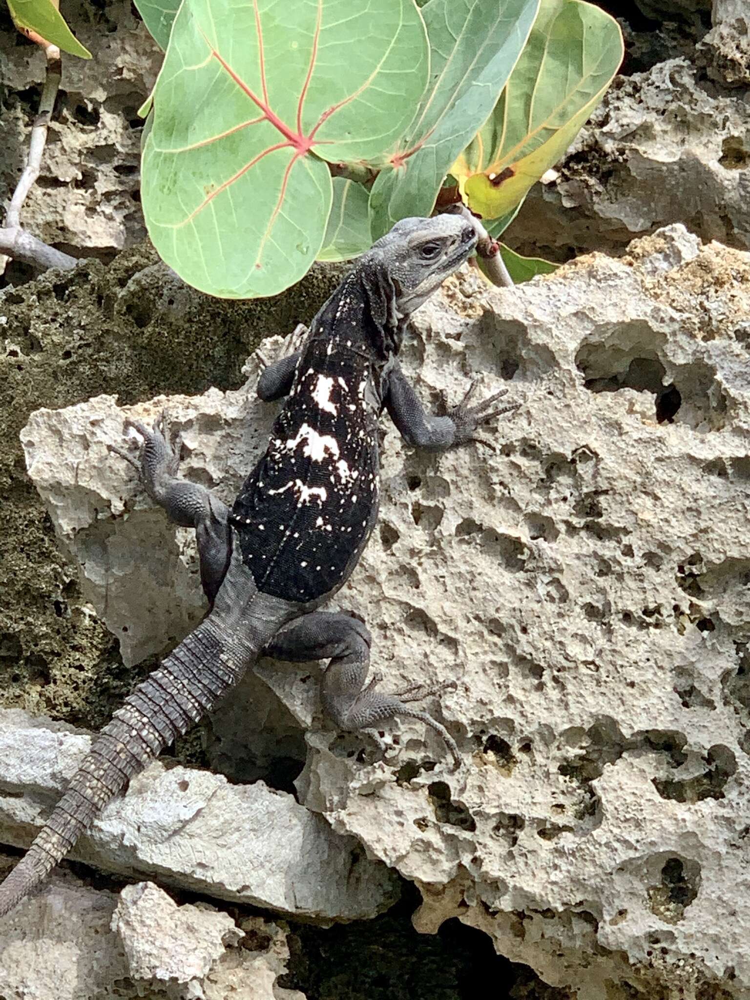 Image of De Queiroz's Spiny-tailed Iguana