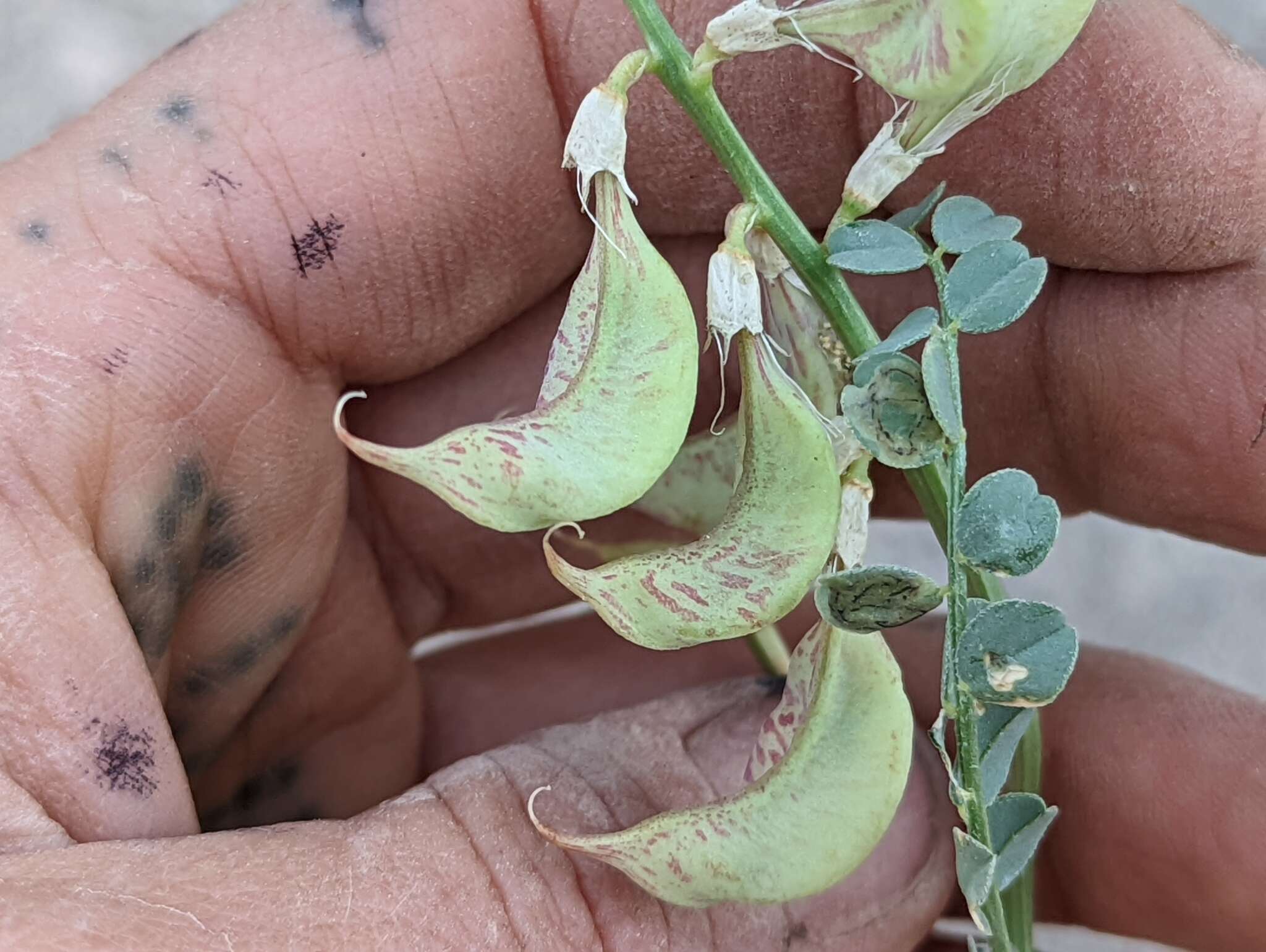 صورة Astragalus beckwithii var. purpureus M. E. Jones