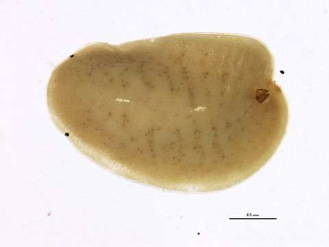Image of Cottony pigface scale