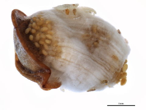 Image of Cottony pigface scale