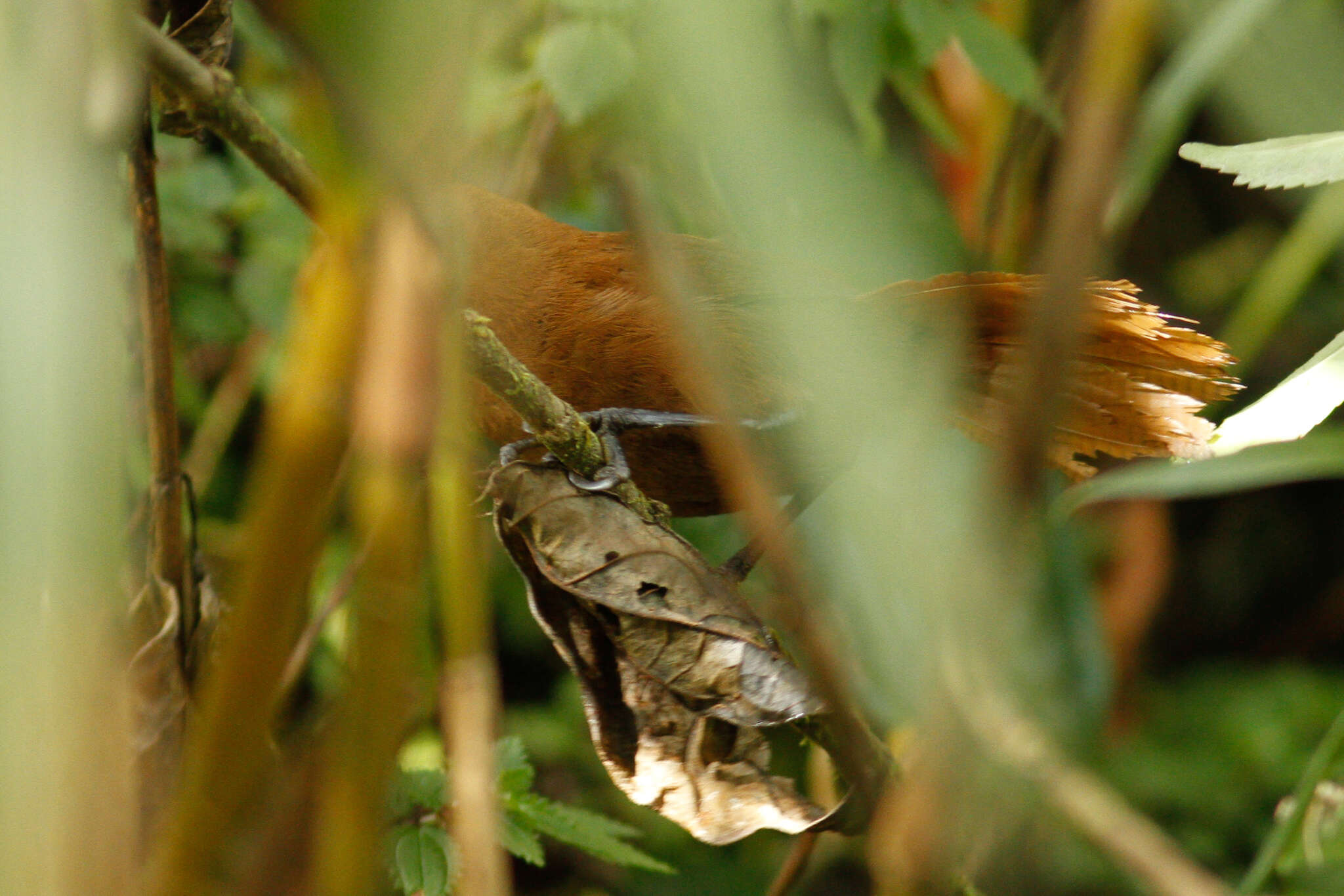 Image of Rufous Wren