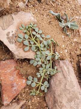 Image of Zygophyllum oxianum A. Boriss.